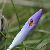 krokus 02-2011 4014